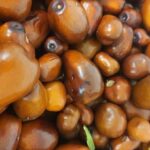 Žižole: The sweet secret of Mediterranean well-being