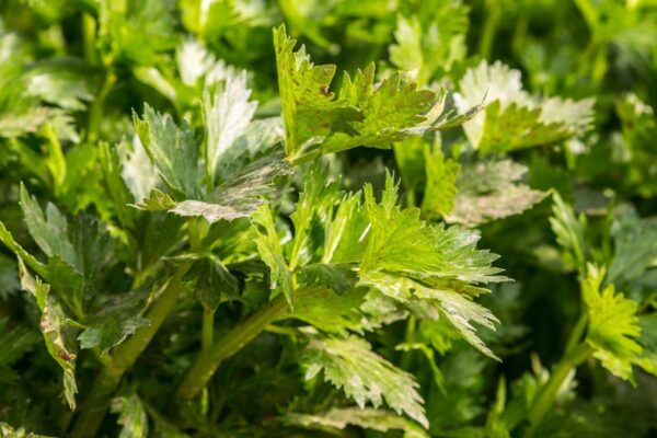 Pravi Celer: 11 amazing benefits proven by experience
